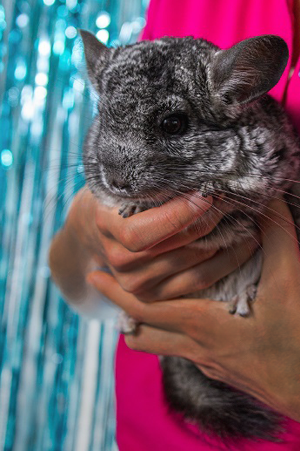 Chinchilla Shop Pet Supermarket
